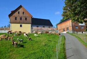 Ferienhaus Alpaka Glück