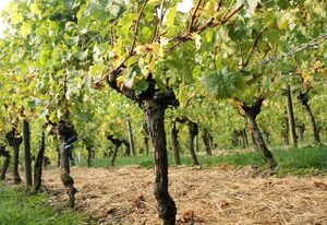 Weinhof Grosch - Anke Gümpelein – Ferienwohnung Pfaffenberg mit Balkon