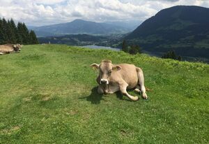 Falkennest Allgäu