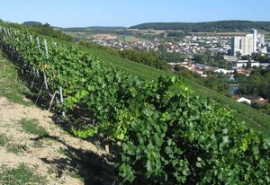 Weinstube Schwalbennest – Ferienwohnung 1 Weißburgunder