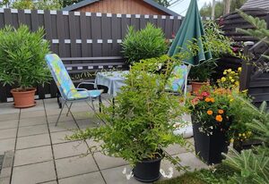 Ferienwohnung Schaarschmidt – Appartement/Fewo, Dusche und Bad, WC