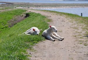 Gollendorf – Ferienhaus "Vier Pfoten Gollendorf" für 5 Gäste und Hund mit Garten - Strandnah