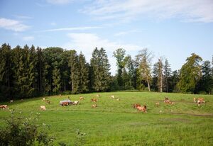Bauernhof Bolzmacher – Ferienwohnung Morgensonne