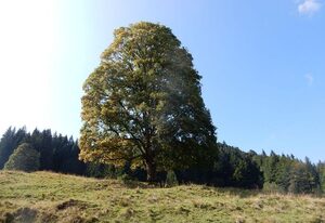 Beim Heisn – Ferienwohnung 1