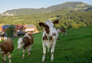 Nudlbichlerhof – Doppelzimmer mit Etagendusche im 1 Stock