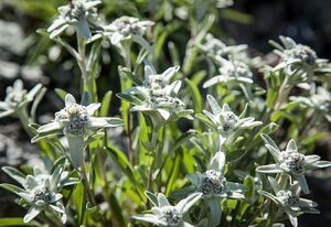 Edelweiss