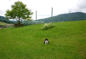 Maurerhof inkl. Chiemgaukarte – Ferienwohnung Rauschberg 50qm, Balkon, Küche, 1 Schlafzimmer, 1 Wohnschlafraum