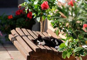 Beim Appertinger – Zimmer zum Bauerngarten