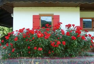 Haus an der Kräuterwiese – Ferienwohnung 65 m²,1 Wohnschlafzimmer, 1 Kinderschlafzimmer, Küche, Balkon