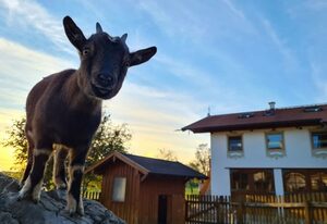 Berghof Walser – Wetterstein