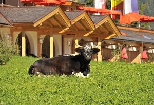 Gröbl-Alm, Alpengasthof/-hotel – "Karwendeltraum"-Junior Suite, Süd, 1 Schlafraum