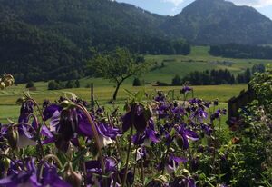 Schifterhof Ruhpolding – Ferienwohnung Bauernhof Südbalkon 36qm, Kochni., 1 Schlaf- und 1 Wohnzimmer