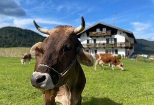 Hacklhof – "Landliebe" Fewo/1 Schlafraum/Bad,WC