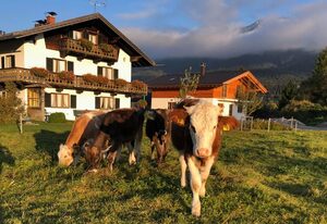Hacklhof – "Landliebe" Fewo/1 Schlafraum/Bad,WC