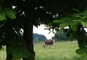 Waldheimat