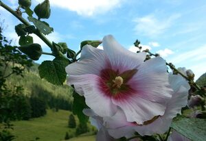 Haus am Kurgarten Ferienwohnungen – Ferienwohnung Wendelstein