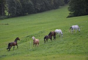 Hof Roßruck – FW Haflinger