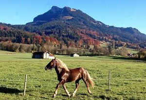 Ferienwohnung Bergzeit - Zollner Priska – Wendelstein