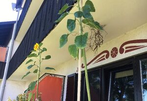 Fewo Hani – Ferienwohnung Hani