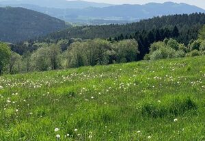 Landhaus Lehhof – Ferienwohnung 1: Wald und Wiese mit Terrasse
