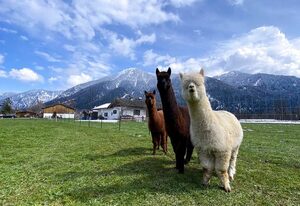Zum Hausmann, Kreuth-Oberhof – Einzelzimmer Blauberge