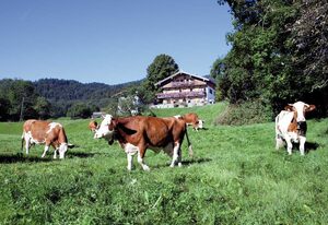 Böcklhof, Kreuth-Brunnbichl – Ferienwohnung Hirschberg