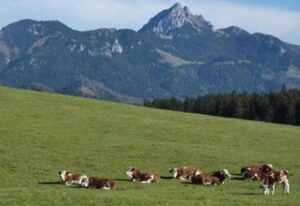 Ferienwohnung Del Toso – FeWo Alpenblick