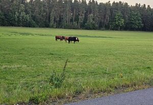 Ferienwohnung Naabtalblick