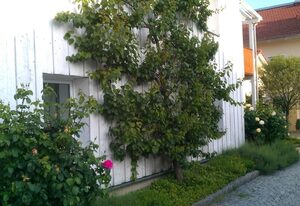 Ferienwohnung Schuster – Ferienwohnung, 55qm, 1 Schlafzimmer, Küche extra, TV, Telefon, Fön, Terrasse