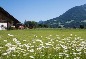 Ferienwohnung Drachllehen – Appartement Hohes Brett, 2 Personen, Ostbalkon mit Bergblick