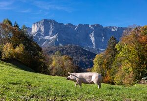 Ferienwohnungen Freidinglehen – Ferienwohnung Kehlstein für  1 - 4 Personen