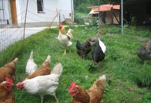 Bognerlehen - FeWo Watzmann