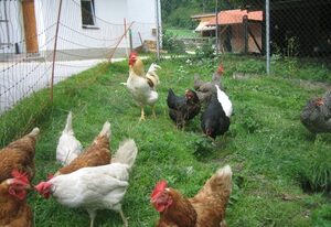 Bognerlehen – Ferienwohnung Rauher Kopf