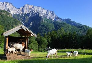 Berghof Lippenlehen – Ferienwohnung 1 für 2-5 Personen