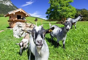 Scheffaulehen Ferienwohnungen – Ferienwohnung Nr. 1, 1-2 Personen, 38 qm, Dusche/WC, Balkon, TV, 1 Schlafzimmer