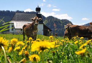 Landhaus Brigitte – Ferienwohnung Grünten