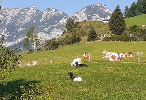 Klettnerlehen – Wohnung 2 für max. 2 Personen, 50qm und Bergblick
