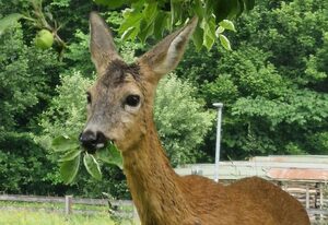 Ferienwohnung Springl – Fewo Nr. 1 Edelweiß, 2 Personen, 52 qm