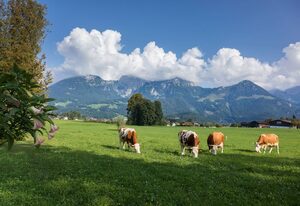 Ferienwohnungen Dankllehen – Nichtraucher-Ferienwohnung Jenner, 1-2 Personen, 30 qm, 1 Schlafzimmer, Wohnzimmer, Ost- und Südseitiger Balkon