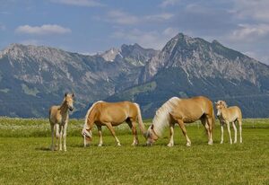 Haflinger Hof – Ferienwohnung