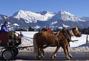 Haflinger Hof – Ferienwohnung
