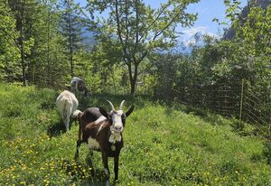 Brochenberglehen – Ferienwohnung Watzmann