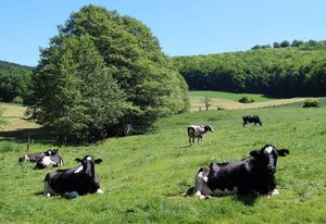 Anitas Landerlebnis – Schwalbennest
