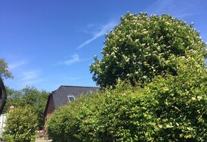 Ferienhaus 'Lotsenhaus'  Fehmarnsund - mit Garten