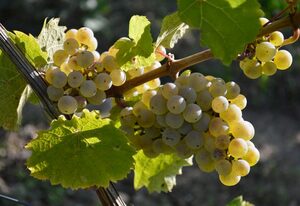 Ferienwohnung Weingut Kurt Bug – Ferienwohnung Rosina 1 Erw. und 1 Kind > 4 Jahre
