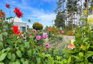 Hafencamp Senftenberger See – Campinghütte für 3 Personen
