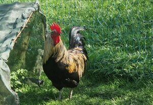 Beim Surauer – Ferienwohnung Kaminstube