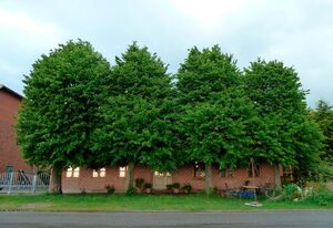 Apfelhof Fehmarn
