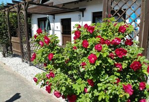 Ferienhaus Kreß links