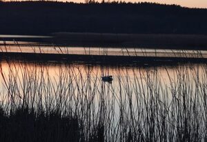 Ferienwohnung am See